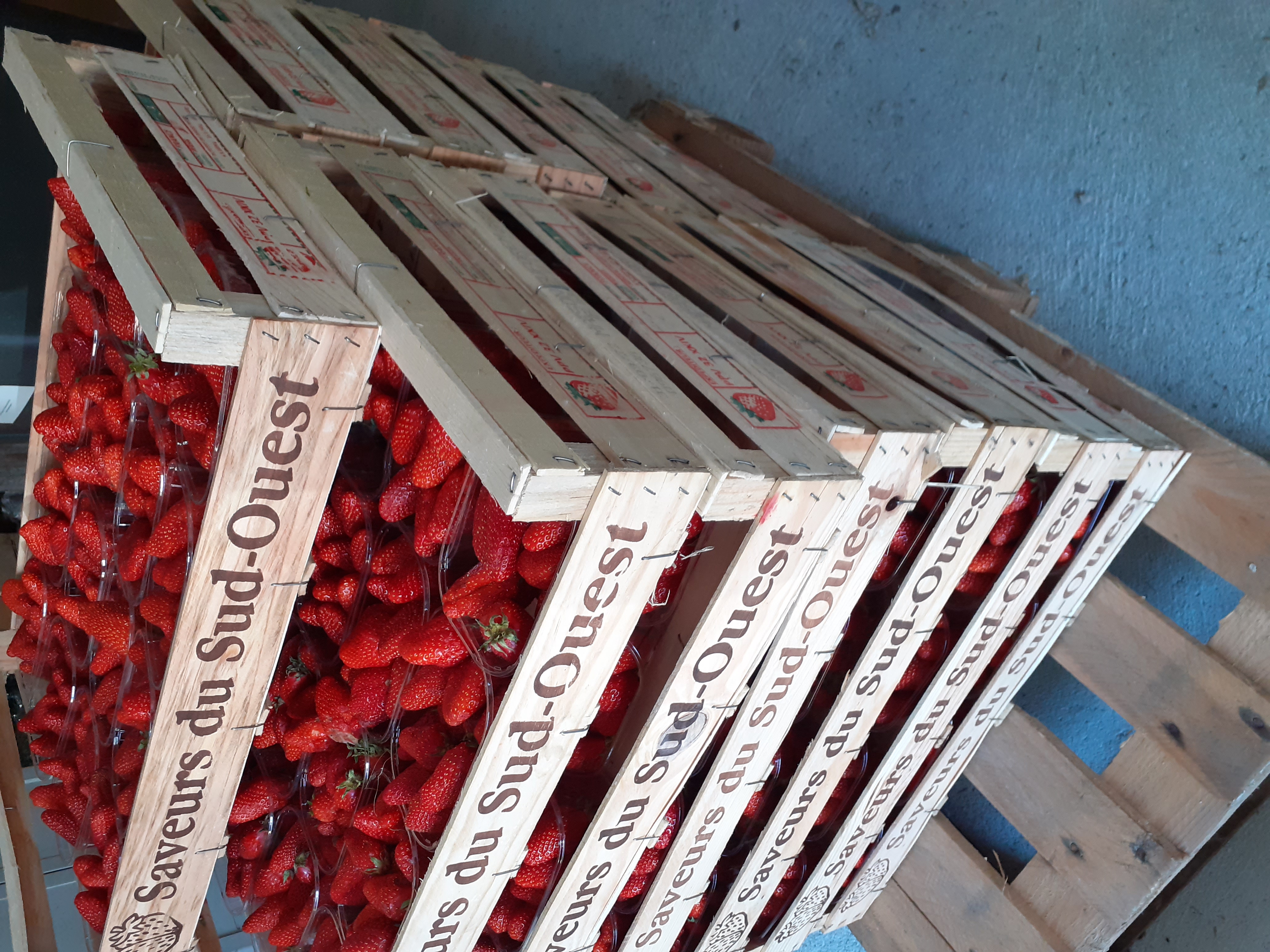 Fraises sélectionnées pour les préparations Maison-Fouquet